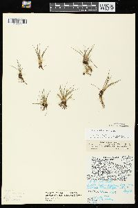 Isoëtes echinospora subsp. muricata image