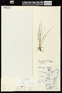Isoëtes echinospora subsp. muricata image