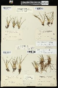 Isoëtes echinospora subsp. muricata image