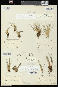 Isoëtes echinospora subsp. muricata image