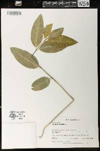 Asclepias exaltata image