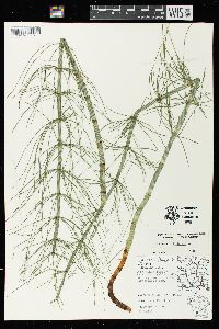 Equisetum fluviatile image