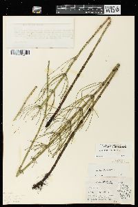 Equisetum fluviatile image