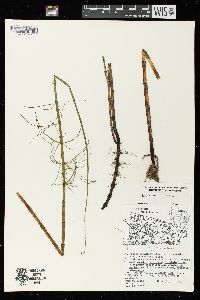 Equisetum fluviatile image