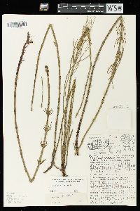 Equisetum fluviatile image