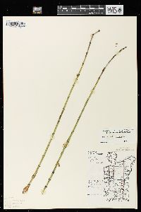 Equisetum fluviatile image