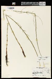 Equisetum fluviatile image