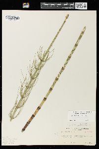 Equisetum fluviatile image