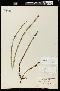 Equisetum fluviatile image