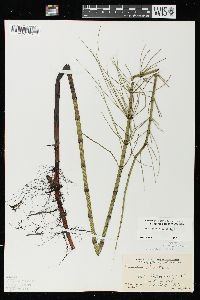 Equisetum fluviatile image