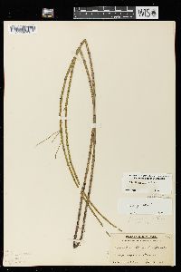 Equisetum fluviatile image