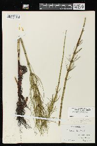 Equisetum fluviatile image