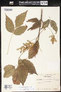 Acer negundo subsp. mexicanum image