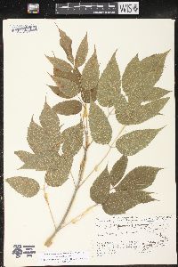 Acer negundo subsp. mexicanum image