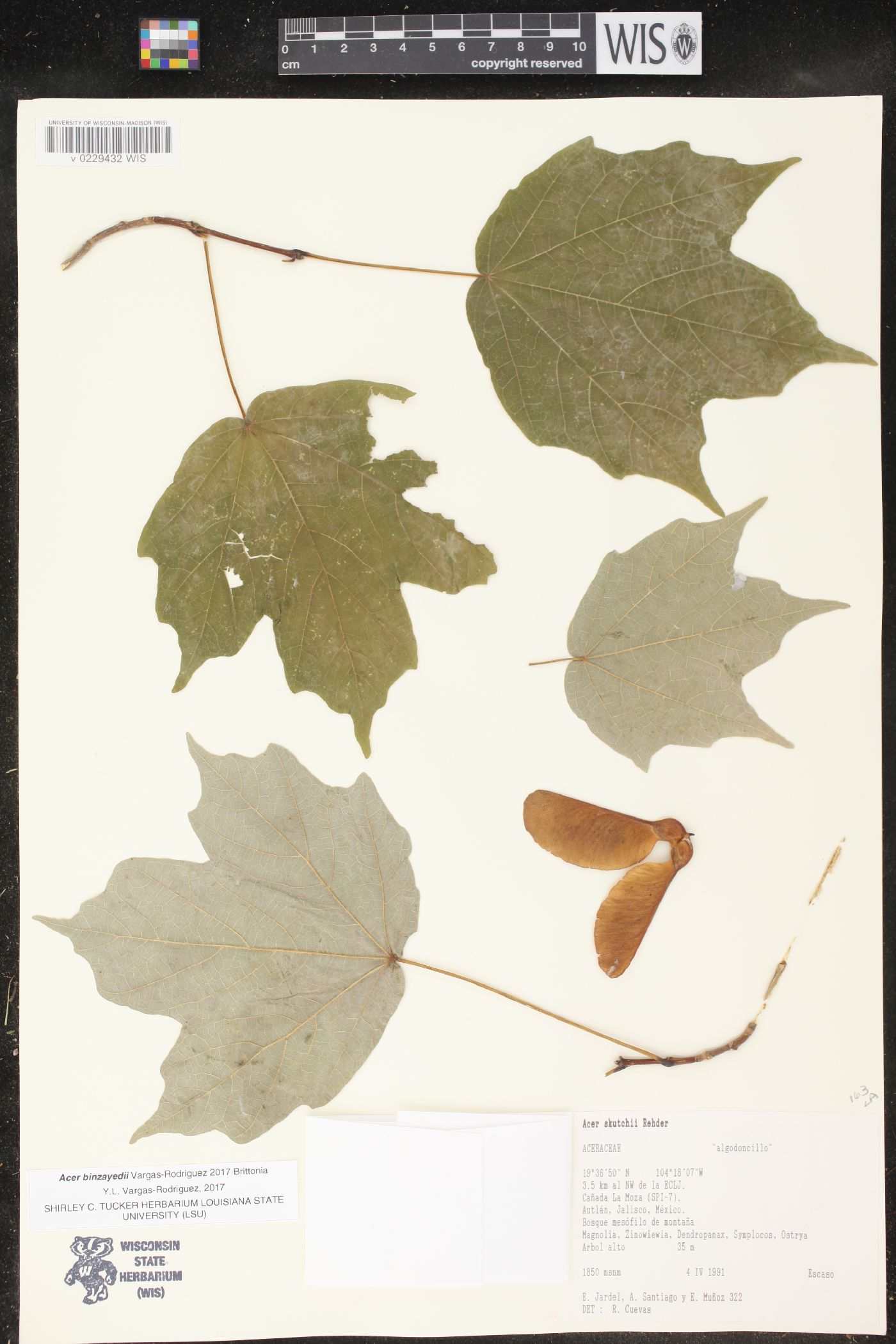 Acer binzayedii image