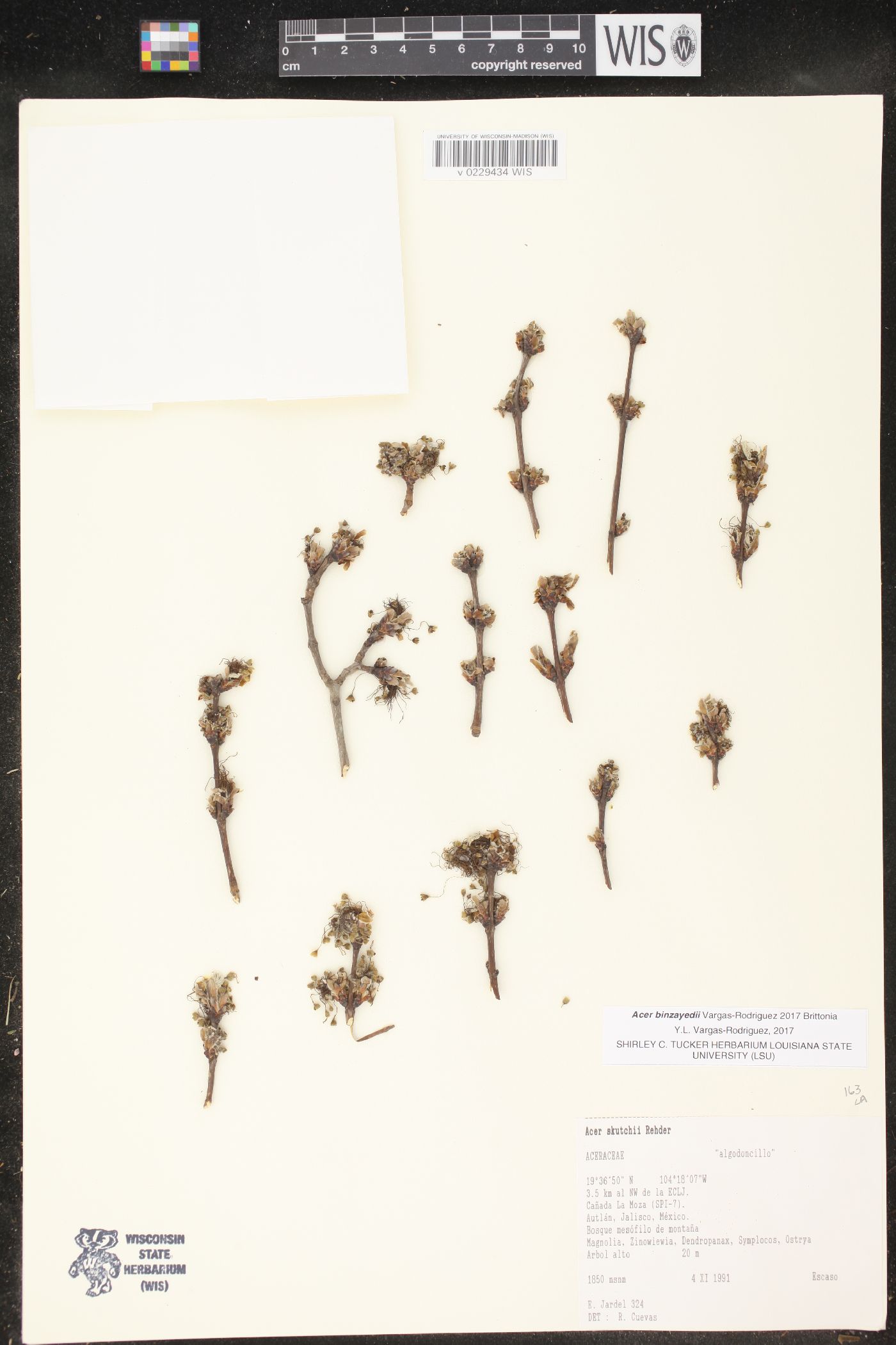 Acer binzayedii image