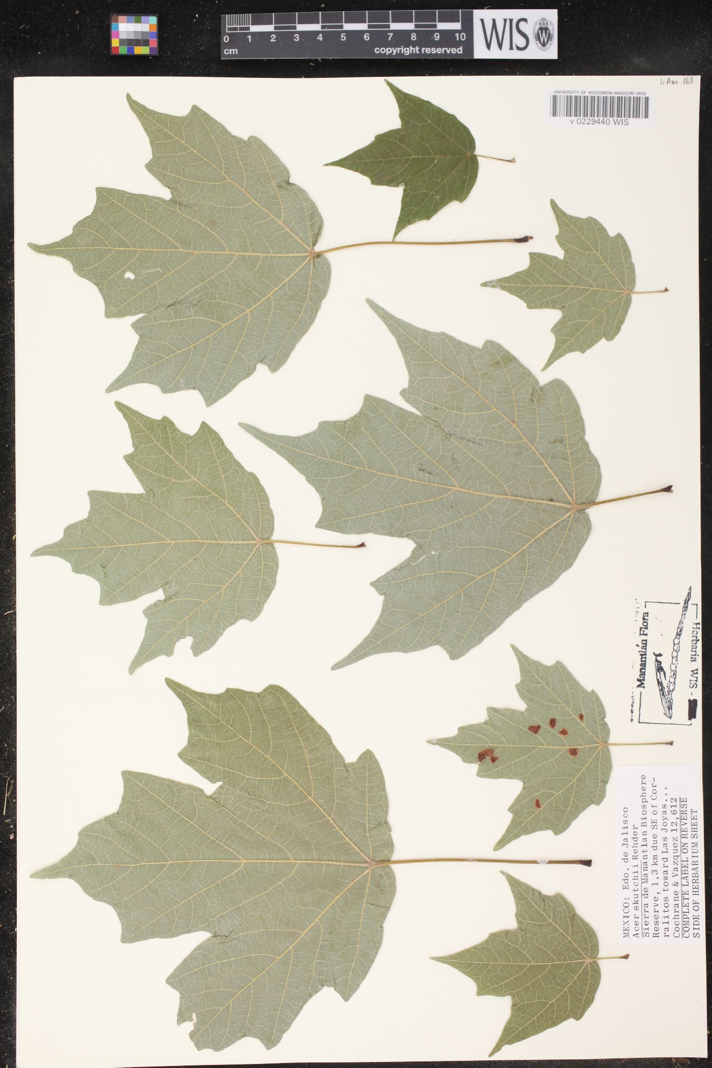 Acer binzayedii image
