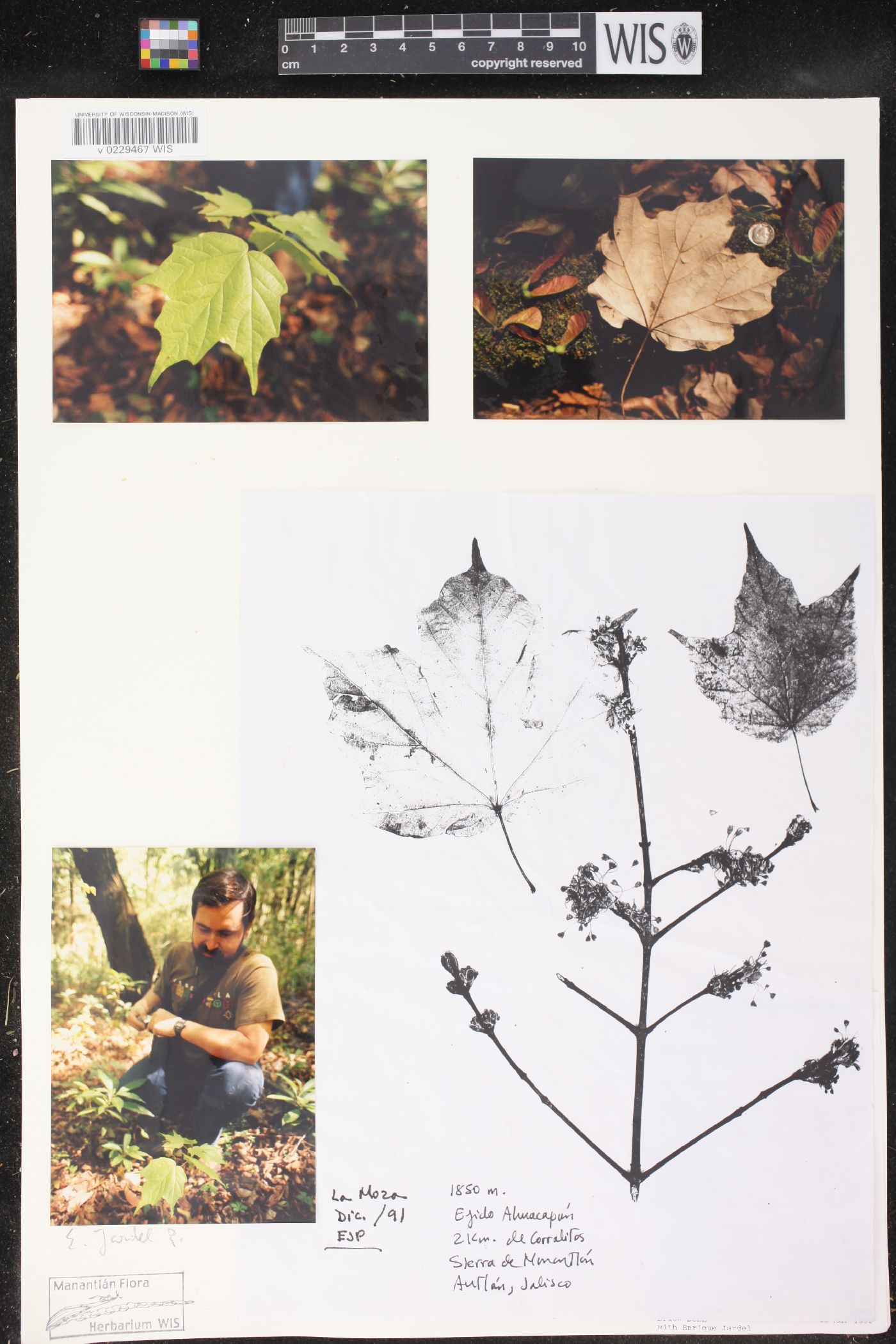 Acer binzayedii image