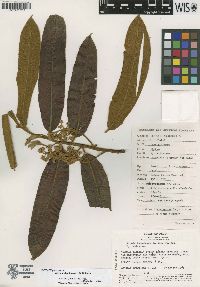 Virola albidiflora image