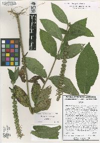 Stachys iltisii image