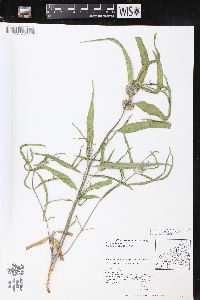 Asclepias viridiflora image