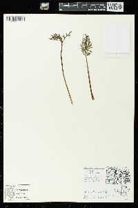 Botrychium lanceolatum image