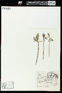 Botrychium lanceolatum subsp. angustisegmentum image