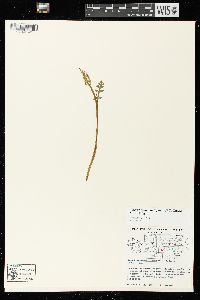 Botrychium matricariifolium image