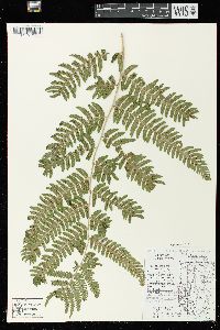 Dryopteris goldieana image