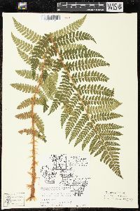 Polystichum braunii image