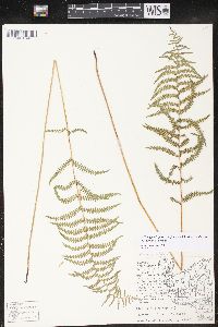 Thelypteris palustris var. pubescens image