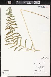 Thelypteris palustris var. pubescens image