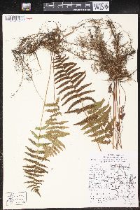 Thelypteris palustris var. pubescens image