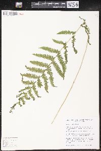 Thelypteris palustris var. pubescens image