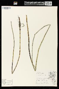 Equisetum fluviatile image