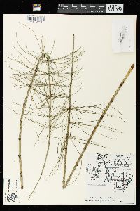 Equisetum fluviatile image