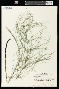 Equisetum palustre image