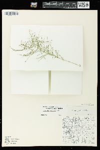 Equisetum pratense image