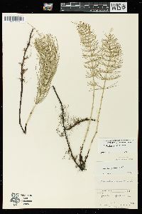 Equisetum pratense image