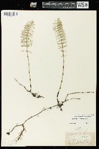 Equisetum pratense image