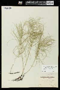 Equisetum pratense image