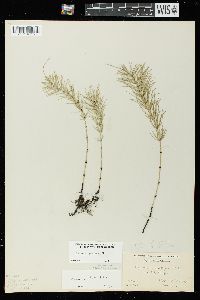 Equisetum pratense image