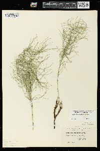 Equisetum pratense image