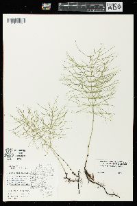 Equisetum pratense image