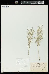 Equisetum pratense image