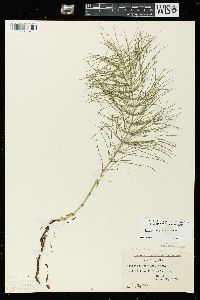 Equisetum pratense image