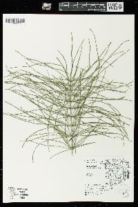 Equisetum pratense image