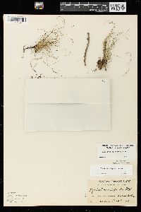 Equisetum scirpoides image