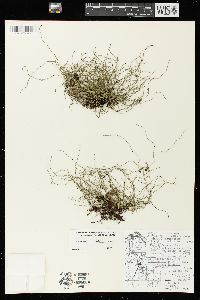 Equisetum scirpoides image