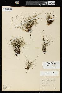 Equisetum scirpoides image